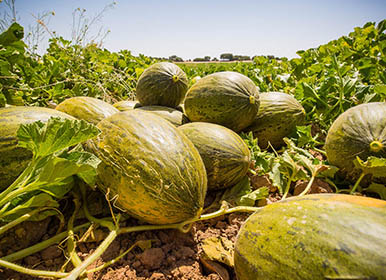 Quality products - Melones Villaconejos